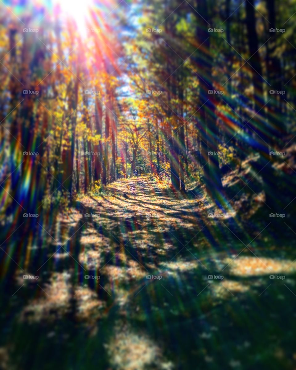 Trail 