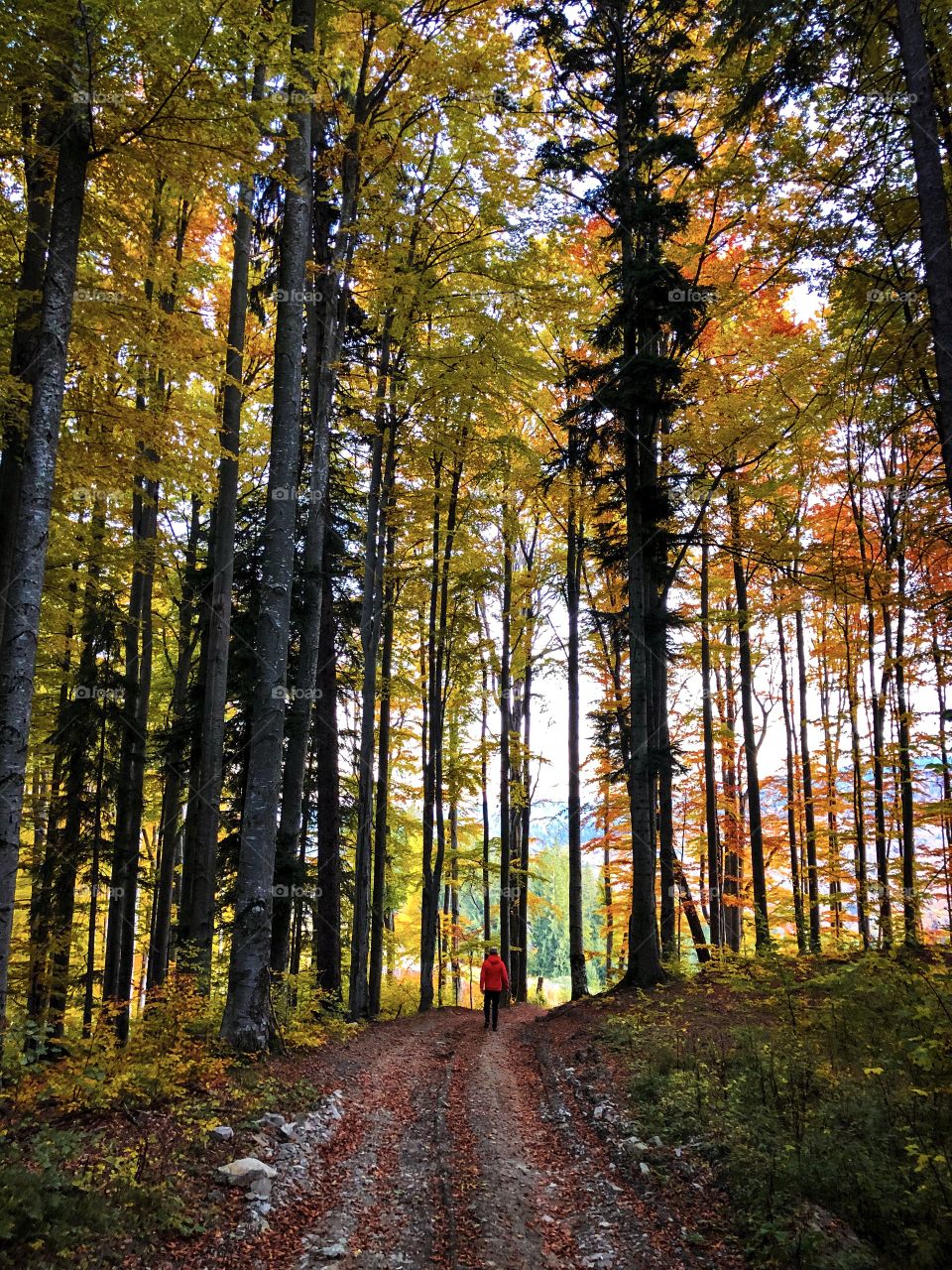 Man in giant forest