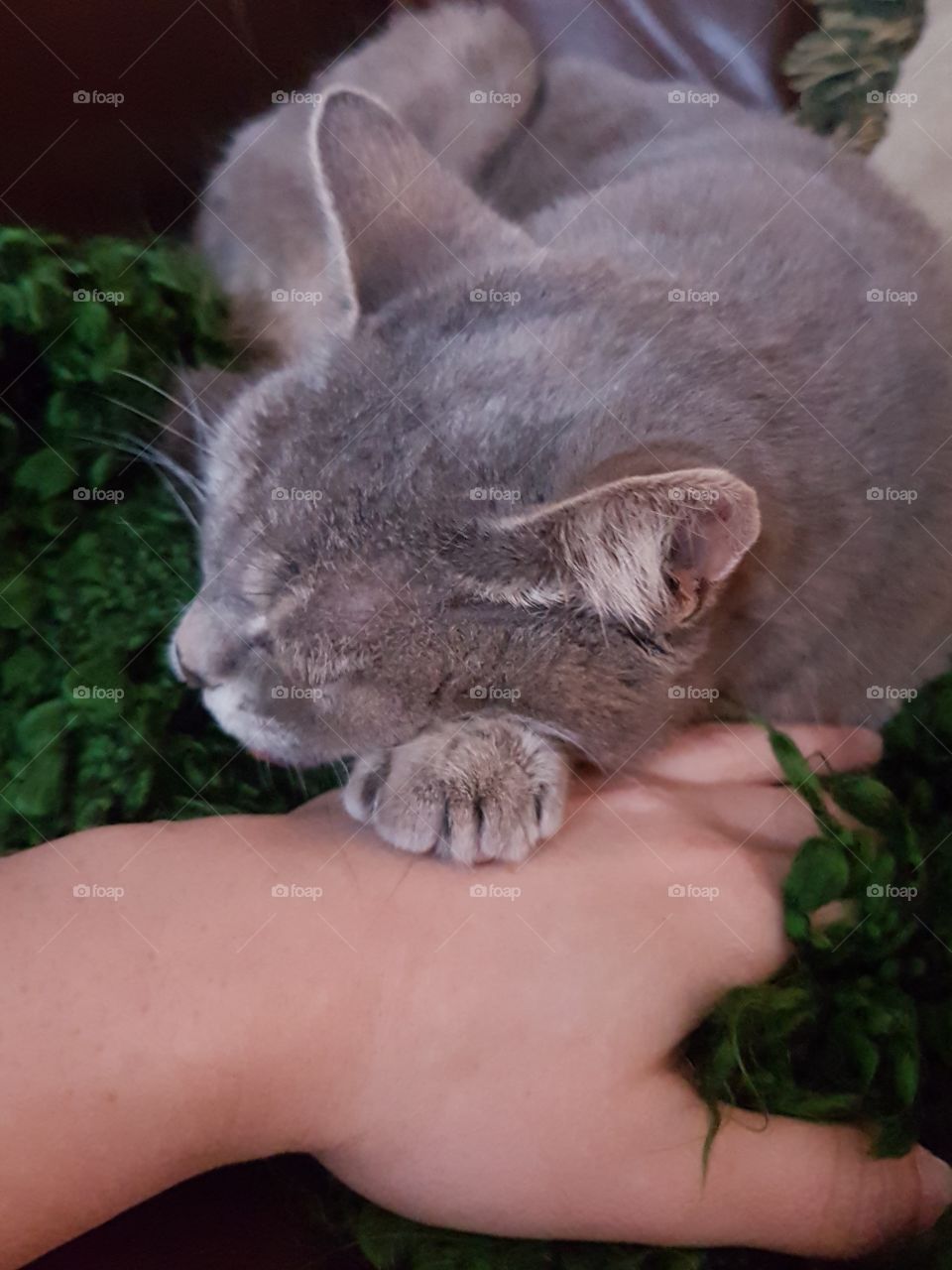 Grey colored pet cat, sleeping, resting paw on owners hand. Life with pets.