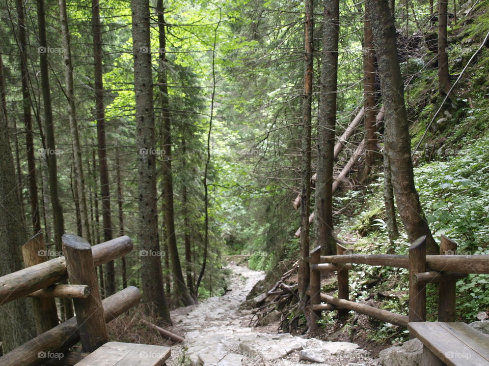 View of footpath through forest