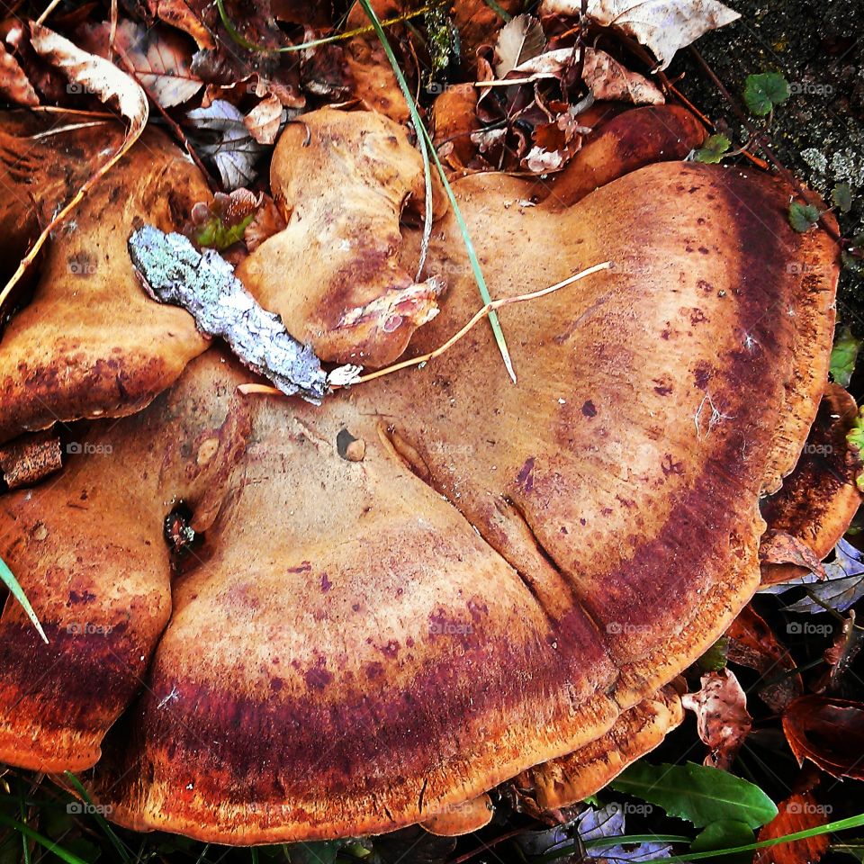 mushroom. mushroom at the base of a tree