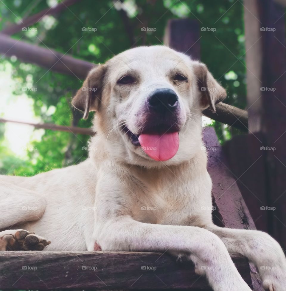 Everyone's stress reliever, best buddy, adorable white-brown fluffy doggo, Bingo 🐾♥️