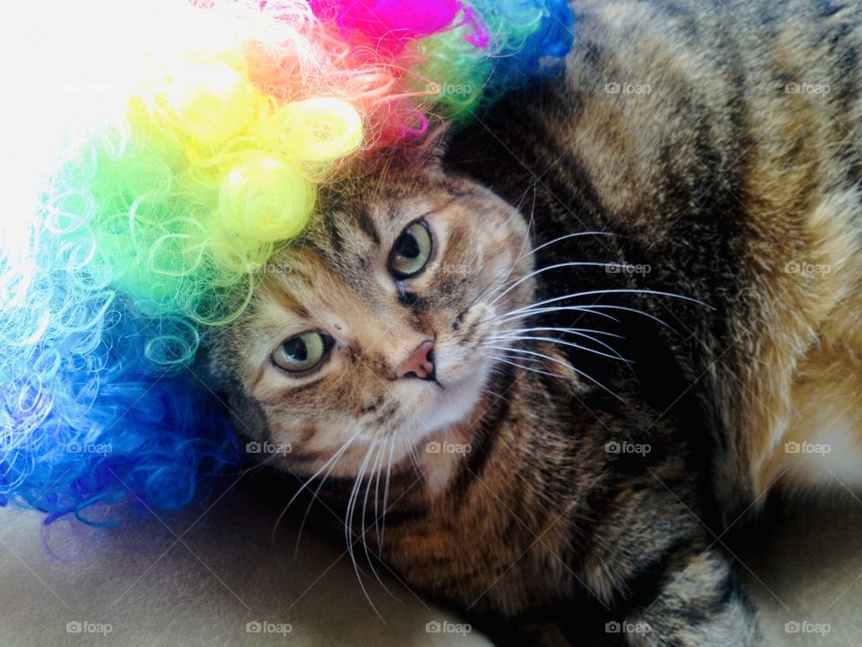 Gorgeous brown and black striped tabby cat laying on couch with rainbow wig on! 