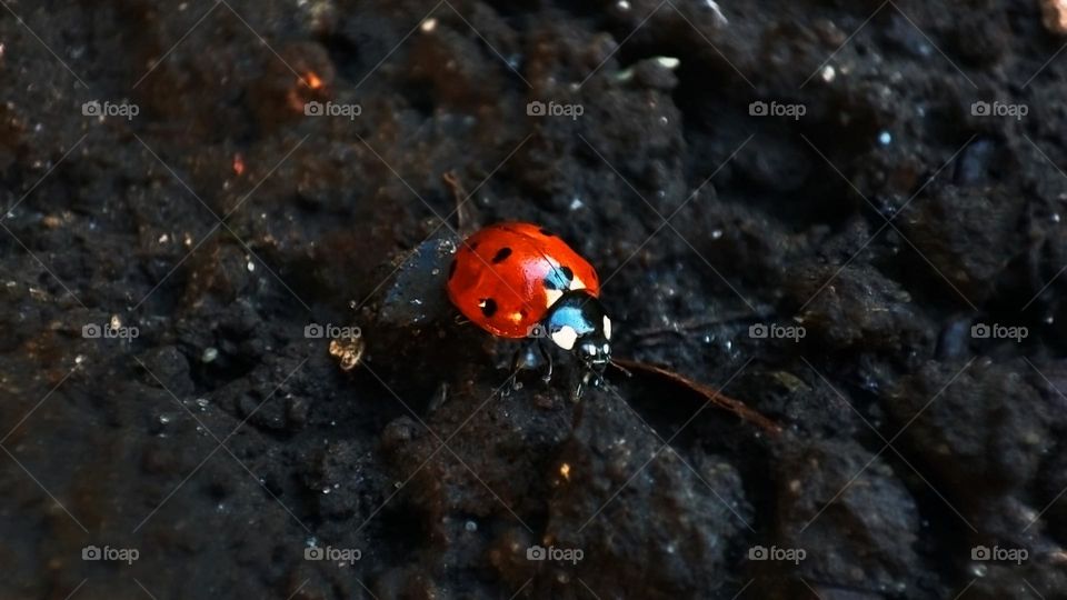 Macro photo of a ladybug on the ground