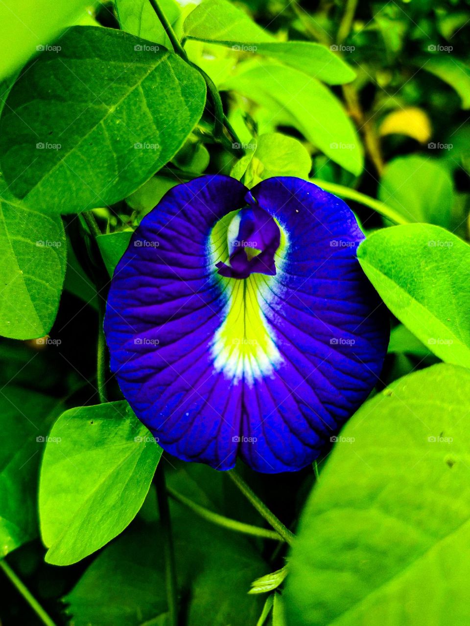 I took this picture of Aparajita next to our house. The picture of Aparajita looks very beautiful. Even the pictures of flowers are very beautiful. This picture of Aparajita is a picture taken of our village.