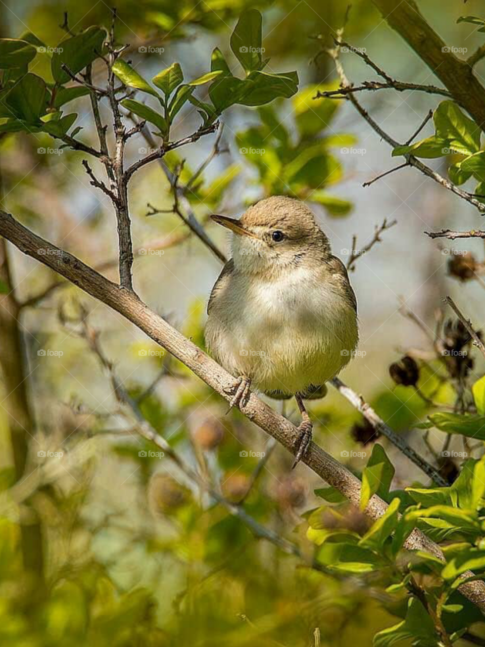 Song of this bird take me to the heaven