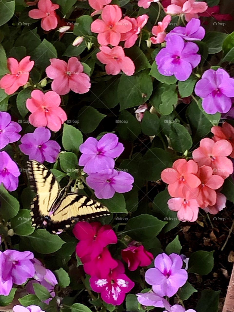 Monarch on Flowers