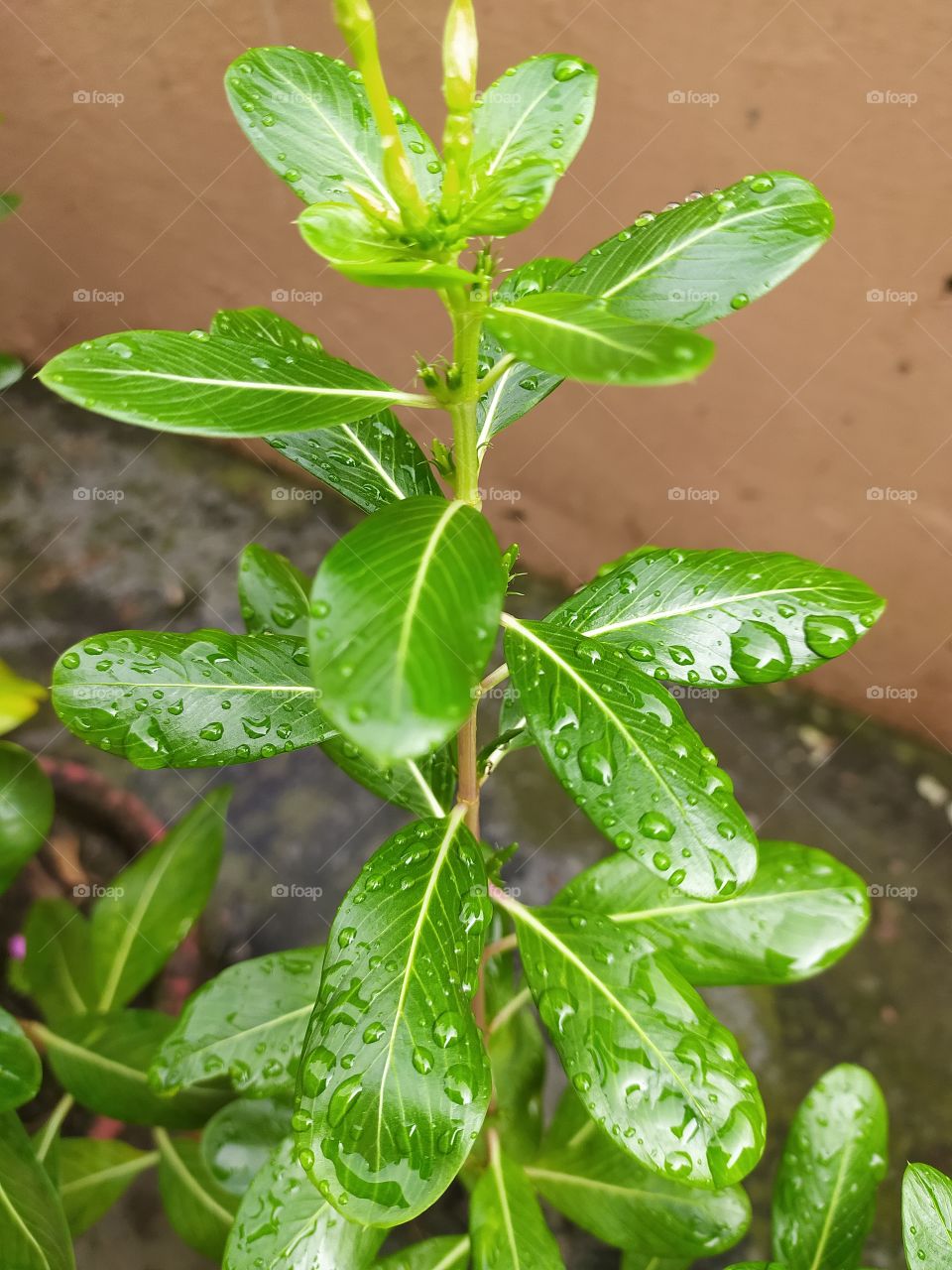Raindrops shine like pearls on petals and leaves