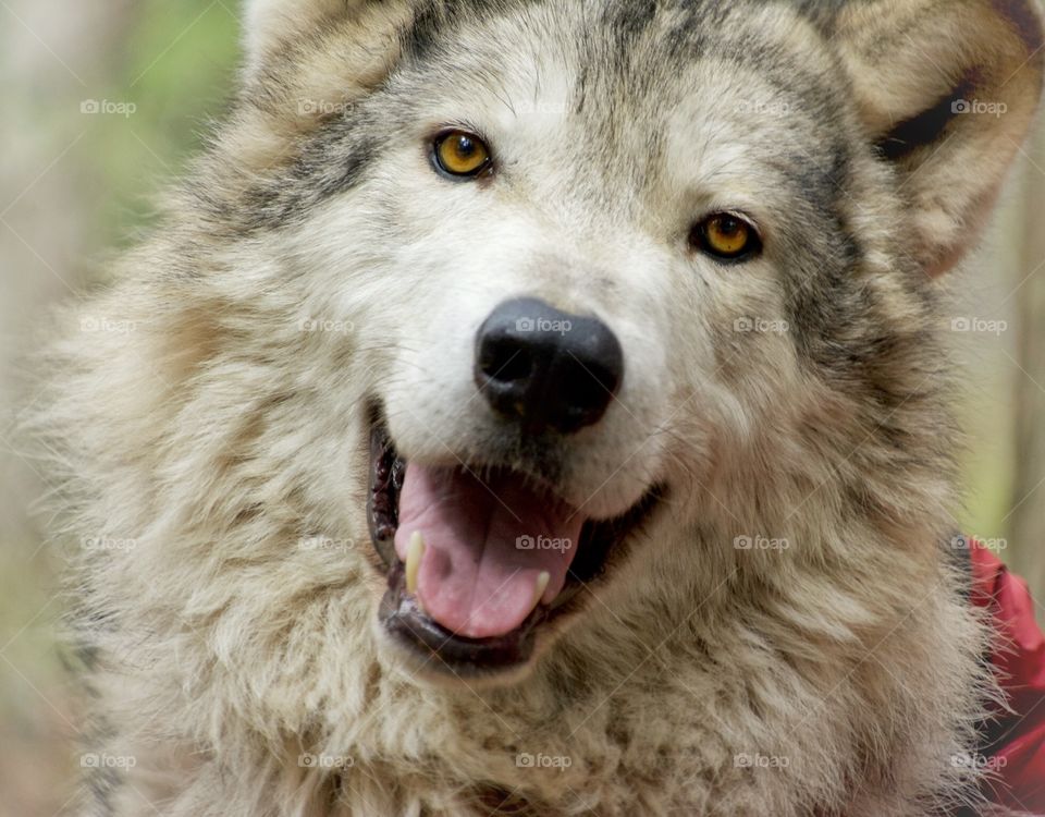 Happy wolf