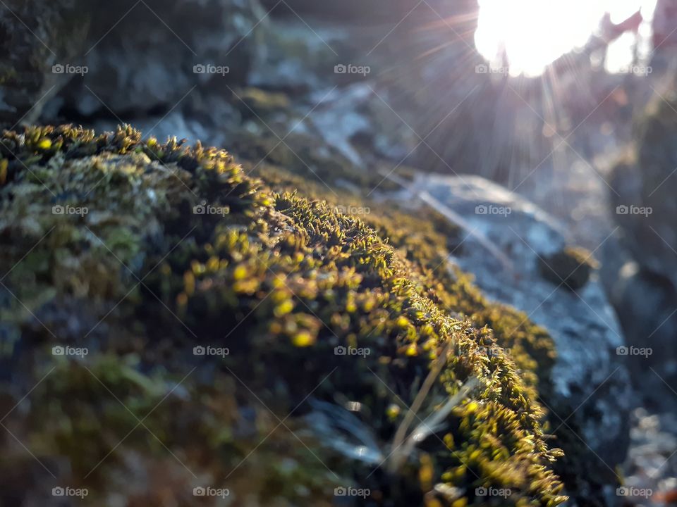 Sunset Moss