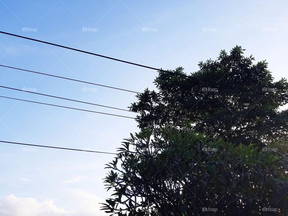 A blooming tree and streer cables in the morning