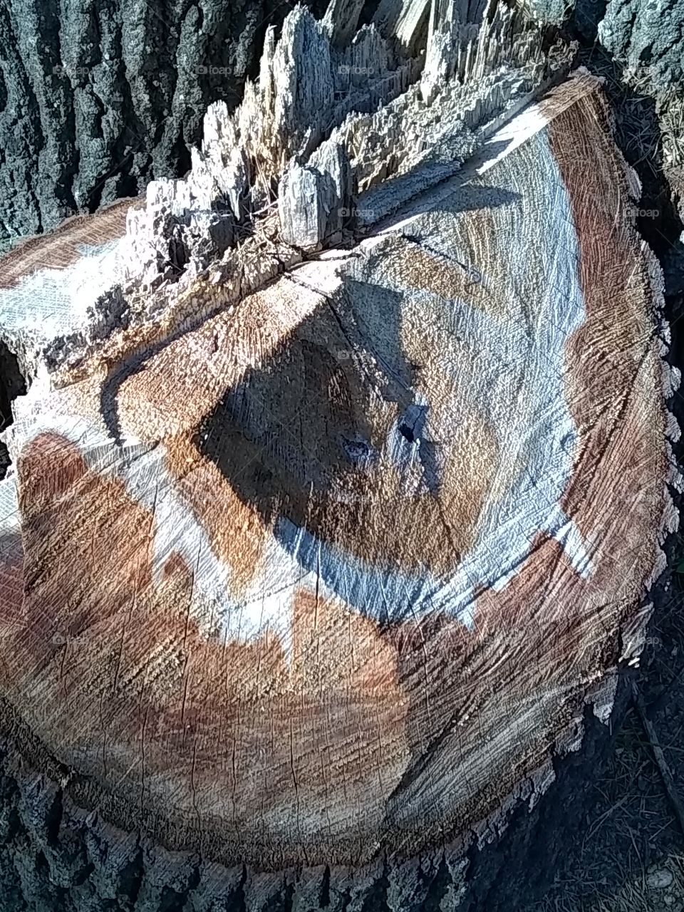 tree trunk