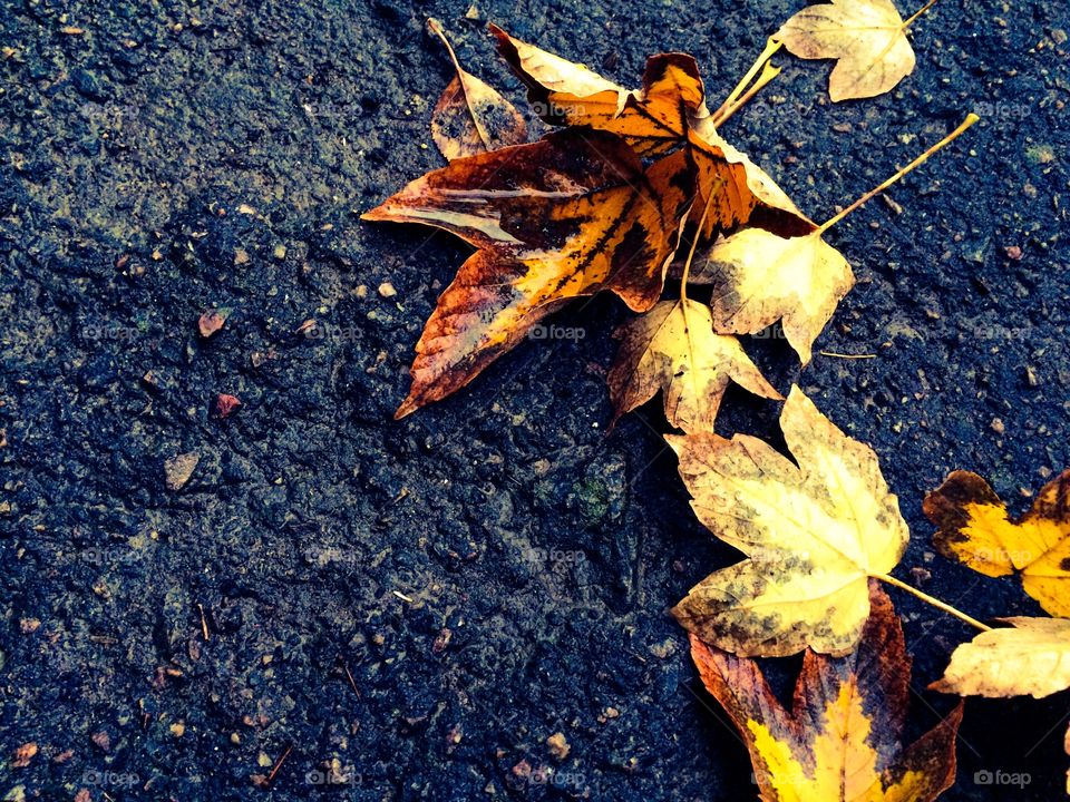 Fallen autumn leaves on the ground