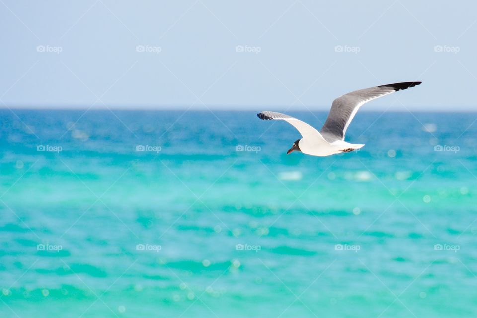 A seagull flying in sky