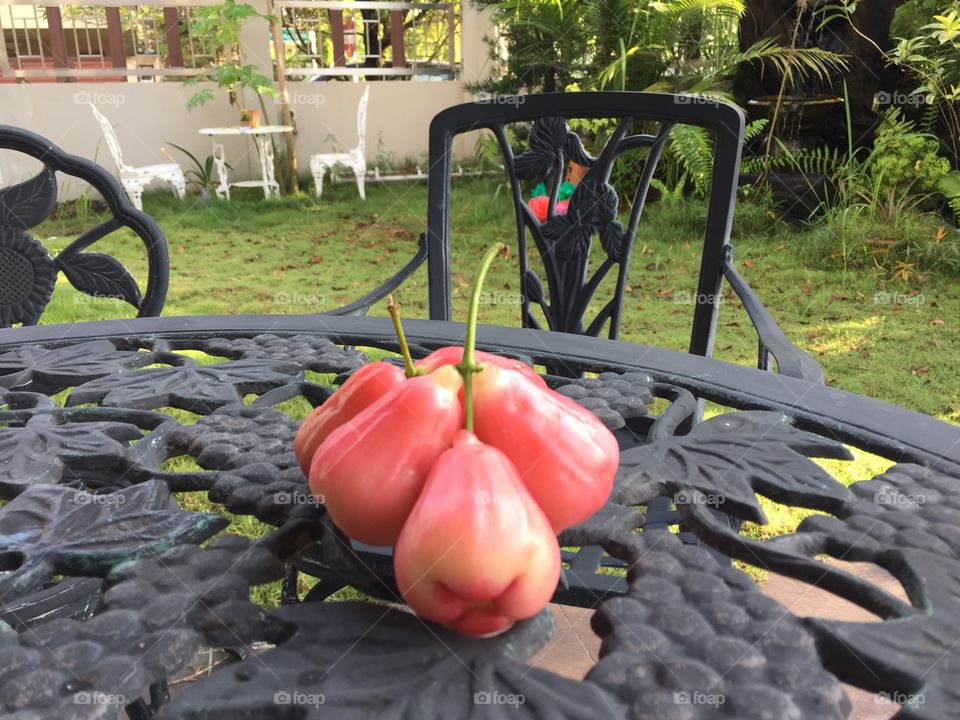 Rose apple at garden 