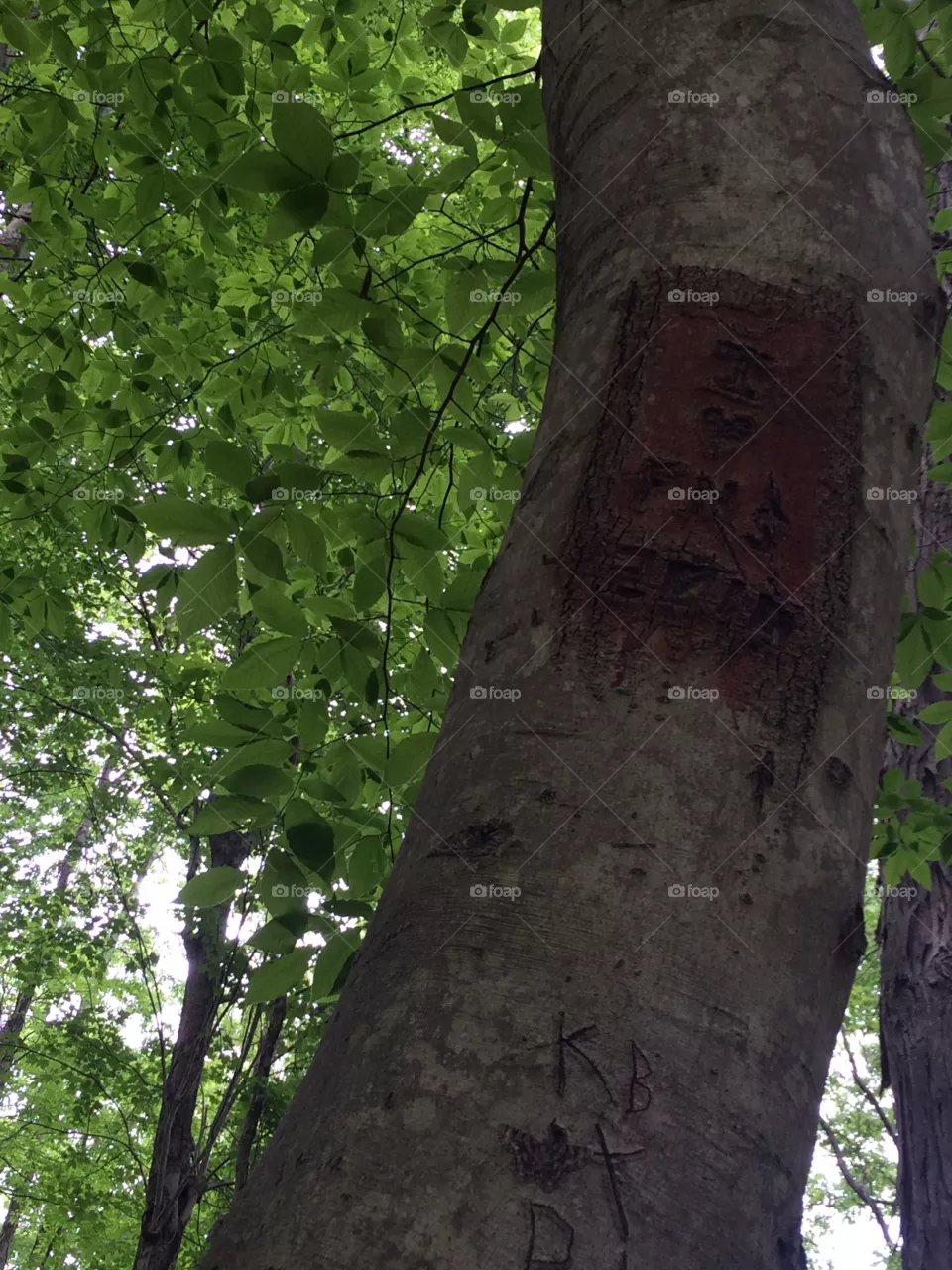 Love tree 