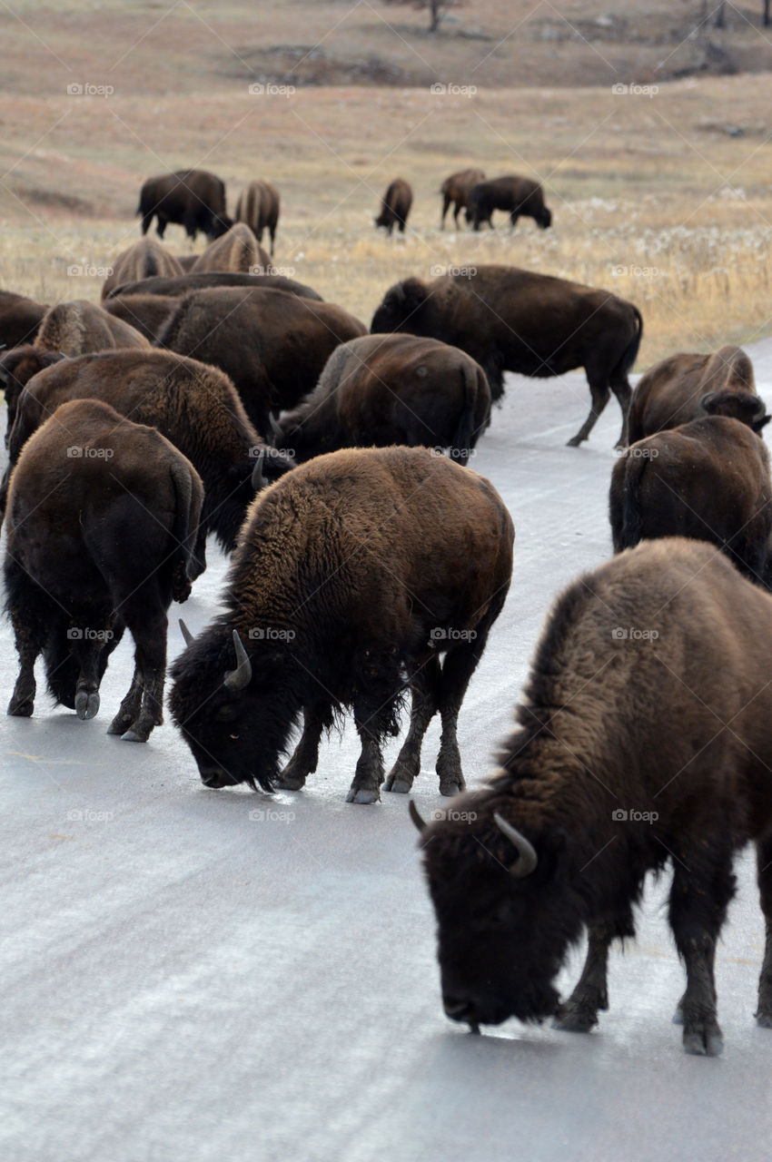 Buffalo lick salt off the road in Custer State Park, South Dakota. 