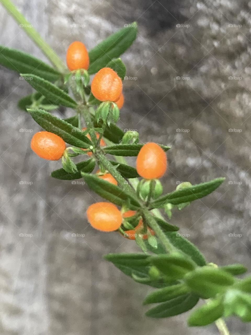 Frutinhas alaranjadas num galho com pequenas folhas verdes sobre um tronco de árvore.