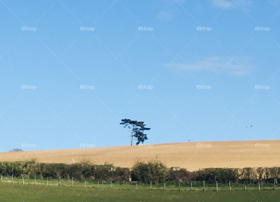 One tree on the hill. A beautiful landscape with a striking tree making a great focal point across the horizon. 