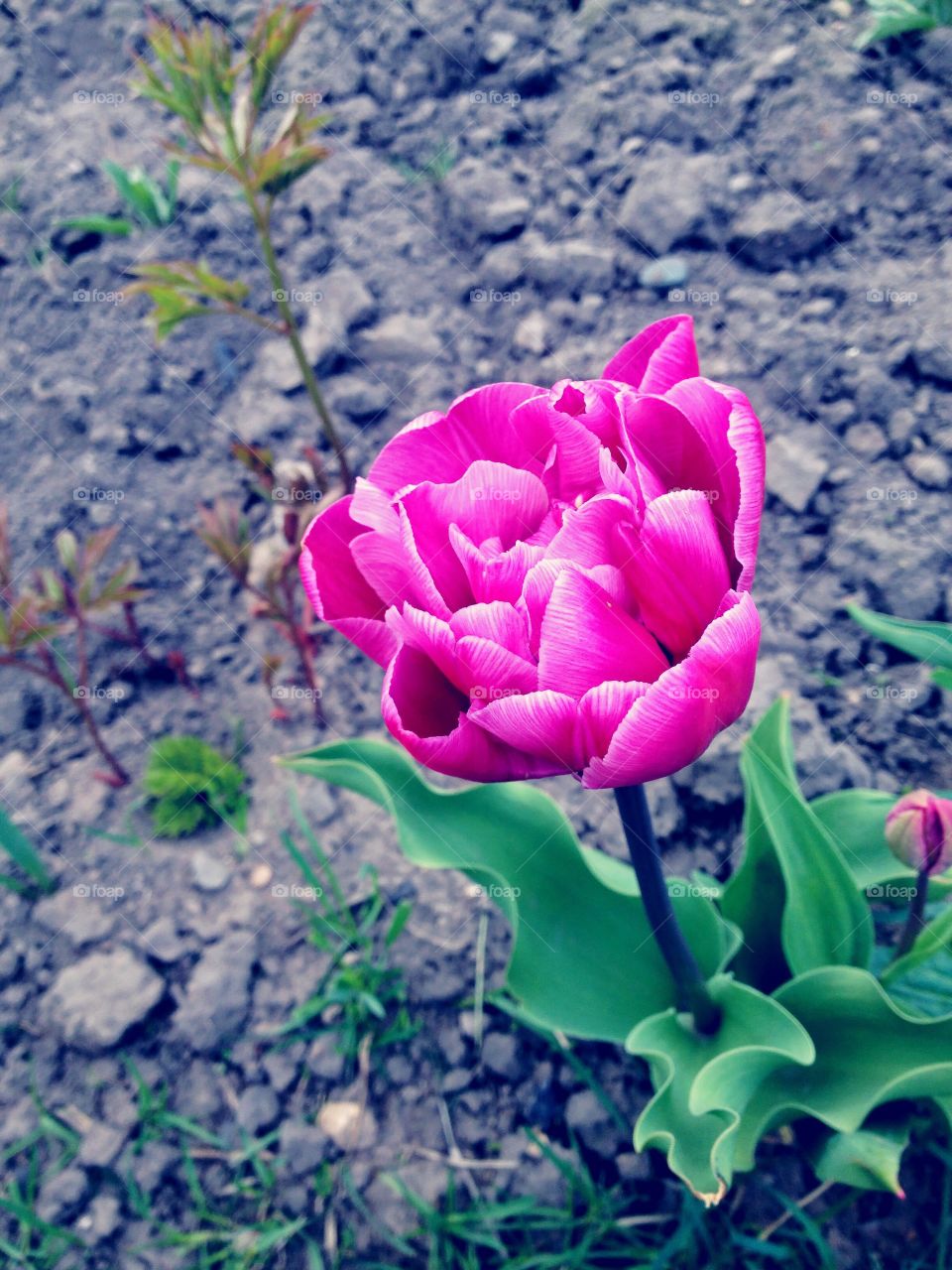 pink tulip in the garden