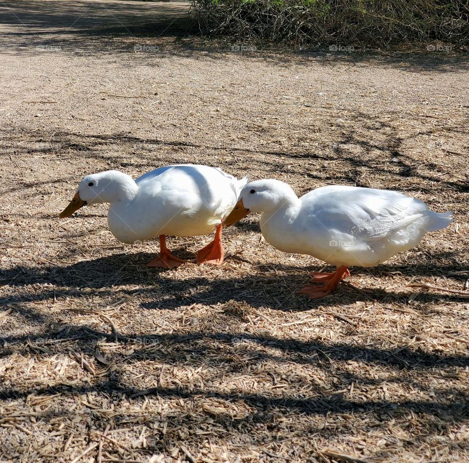 Two Ducks at the Lake