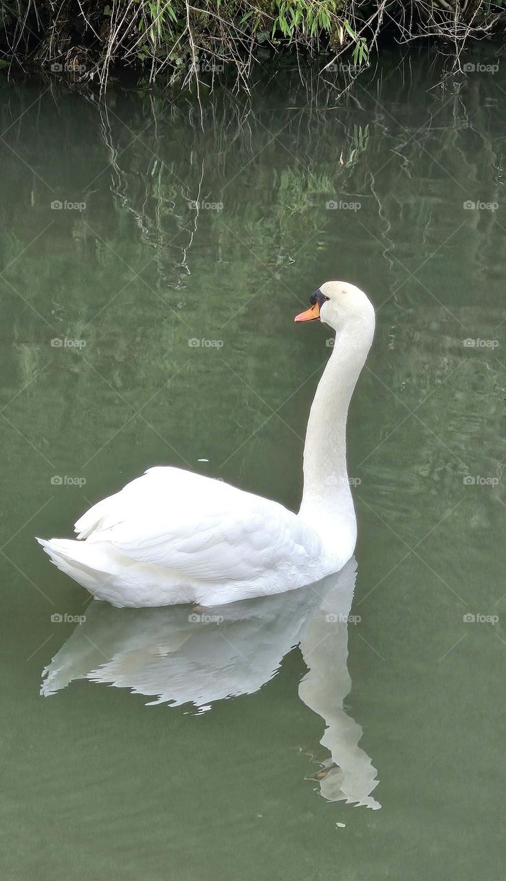 cygne