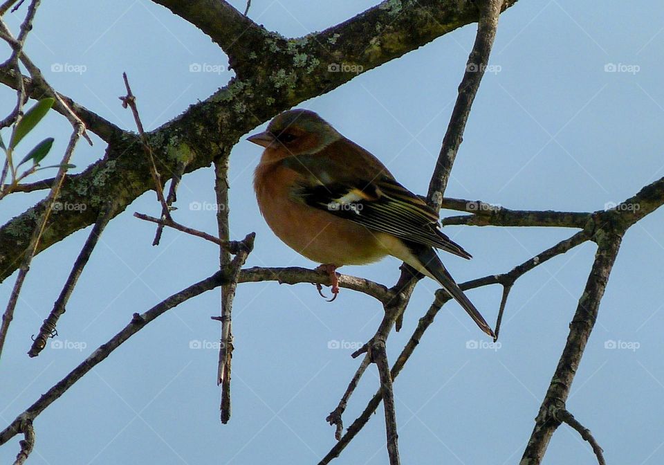 little bird on branch