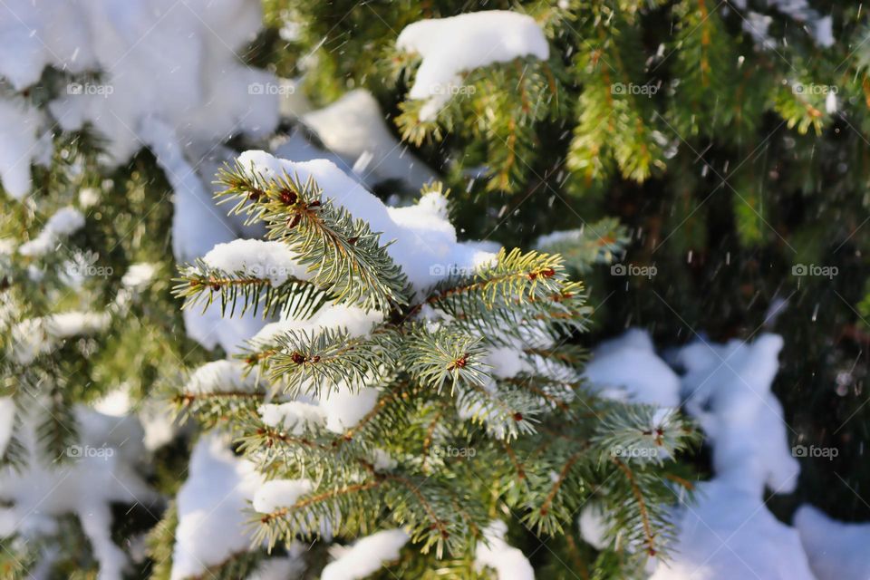 Snow on spruce tree