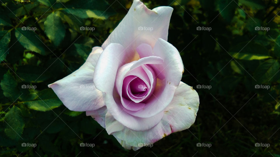 Beautiful purple and white color rose flower with natural background