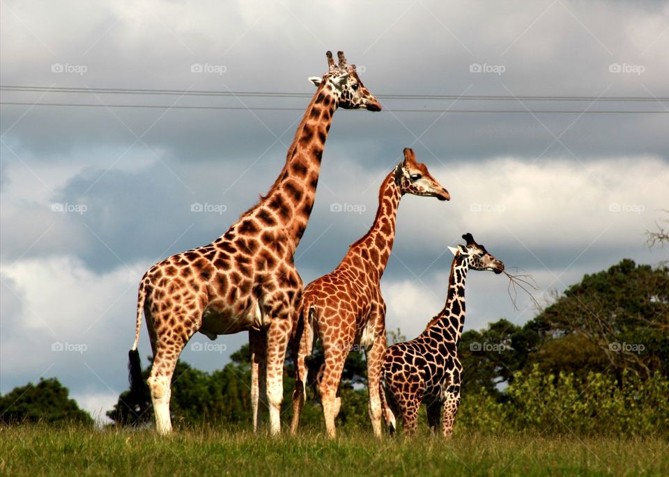 Animals, giraffes, family, big