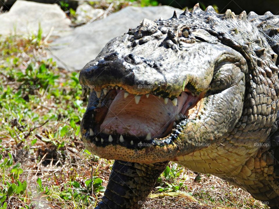 Unusual sus-pets! Cuddly, affectionate, unique and exotic companions - an alligator with a mouth full of teeth crawls along