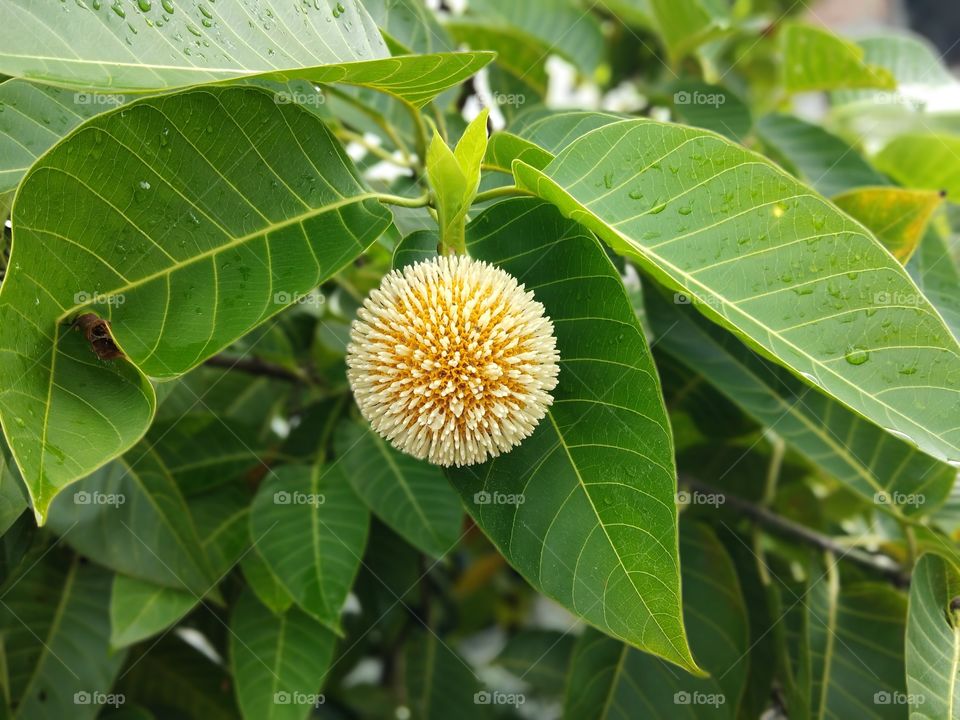 Common Circle of Kadam Flower