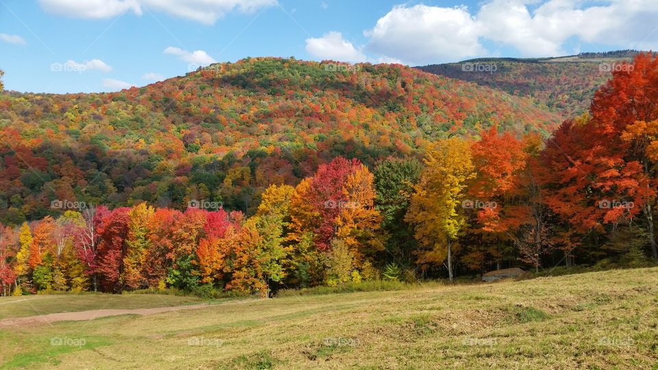 Fall Colours. Fall leaves in the Mountains of West Virginia