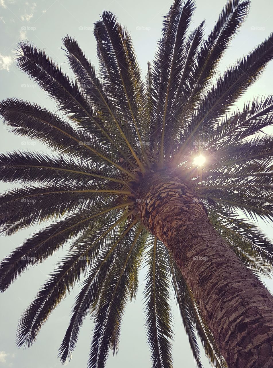 underneeth the palmtree