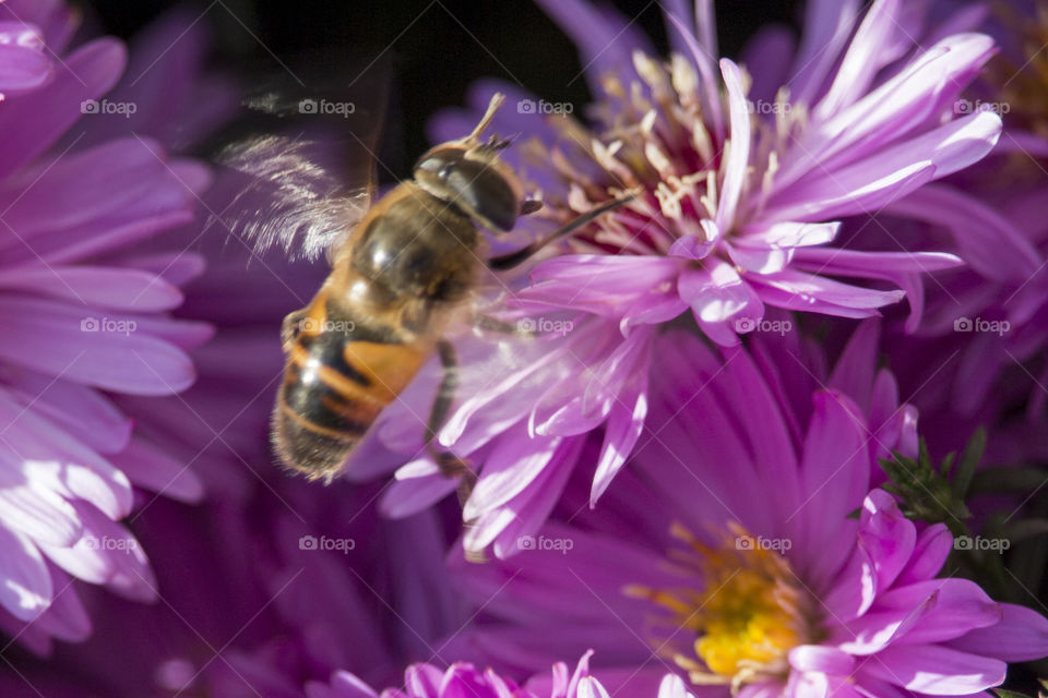 Bee on Autumn Aster