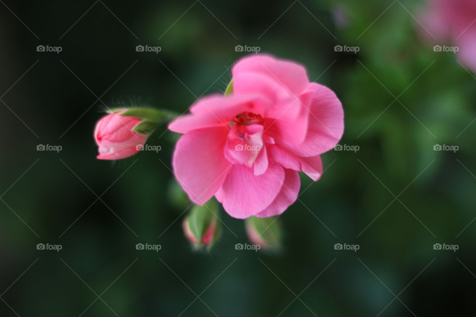 Geranium plants