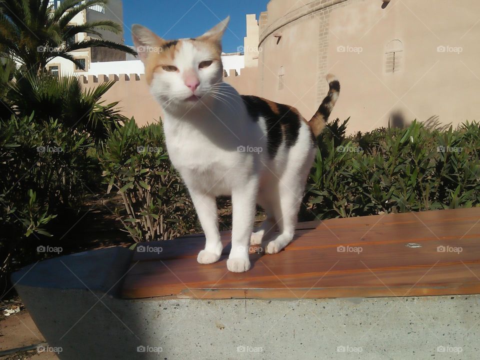 Beautiful cat looking at my camera.