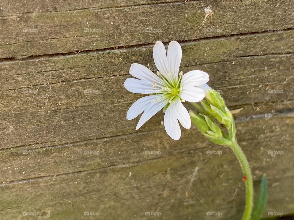 A white flower growing against a wooden fence