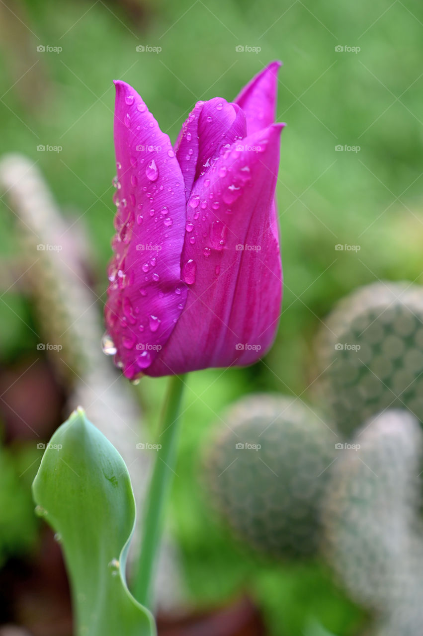 Grandma's purple tulip with morning dew. 