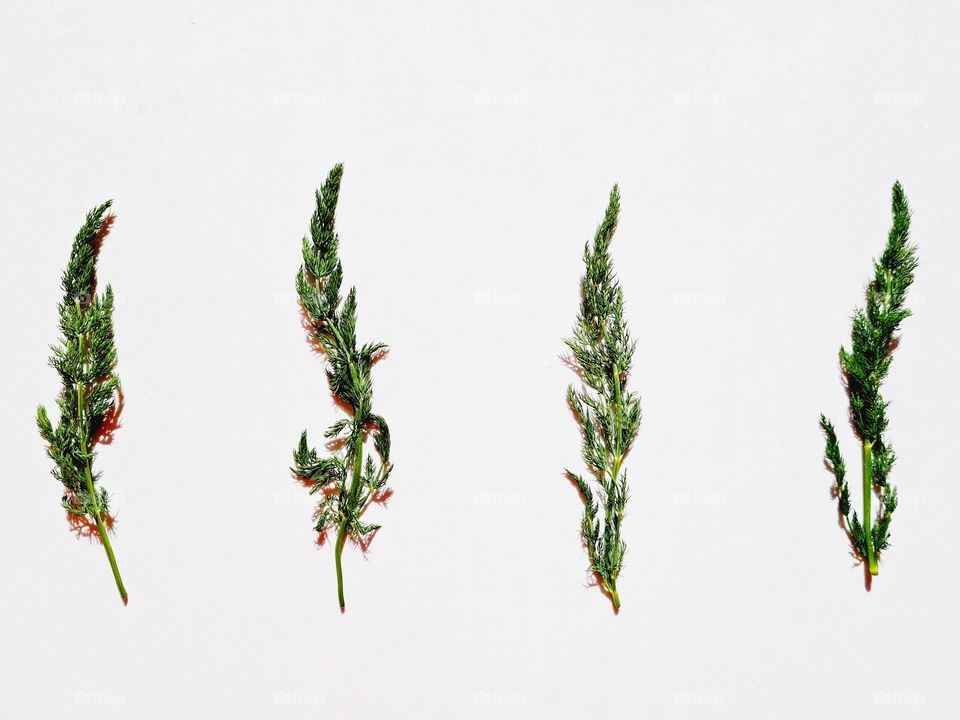 wild fennel leaves on white background