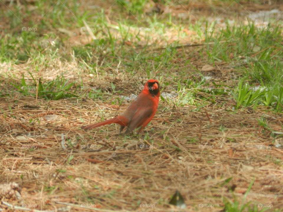 Cardinal Figured out I was Taking pics of Him