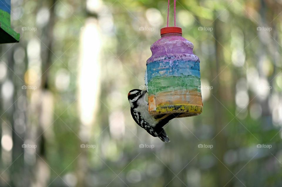 Woodpecker on a colorful handmade bird feeder