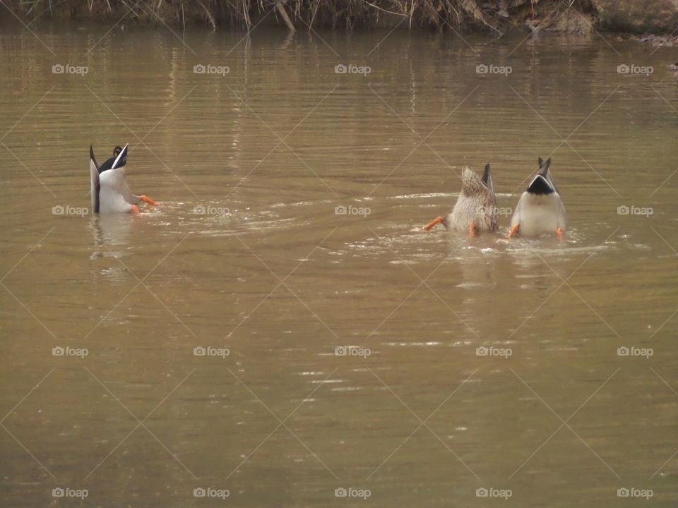 Synchronized Ducking