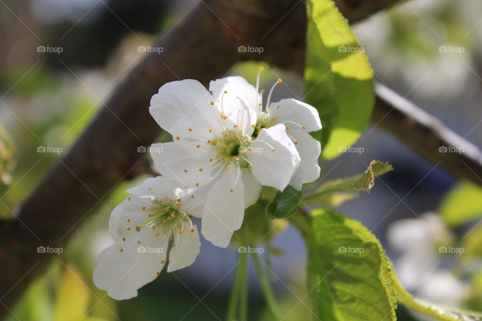 Flowers in spring 💗🌸