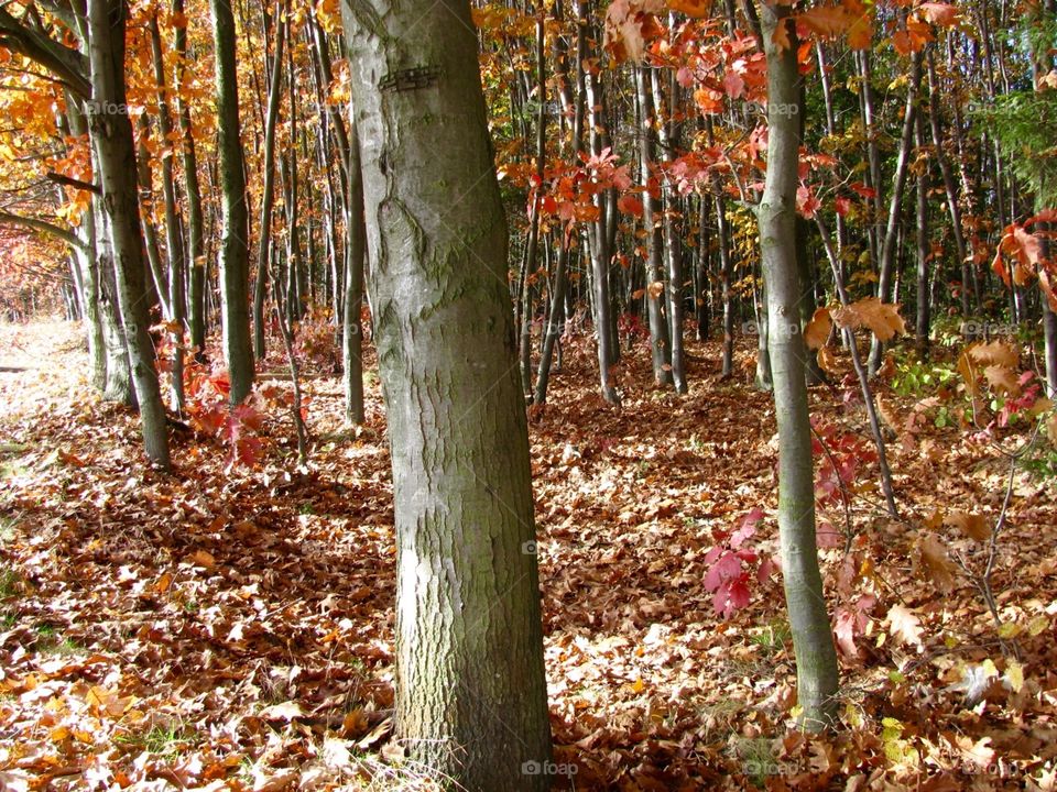 Autumn in the forest