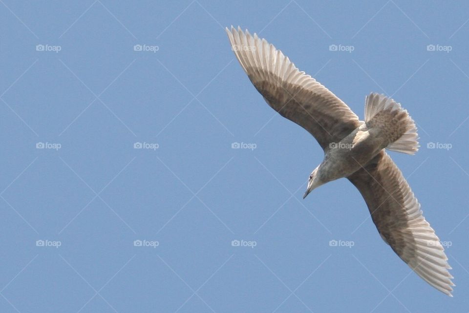 Wings. Seagull in flight