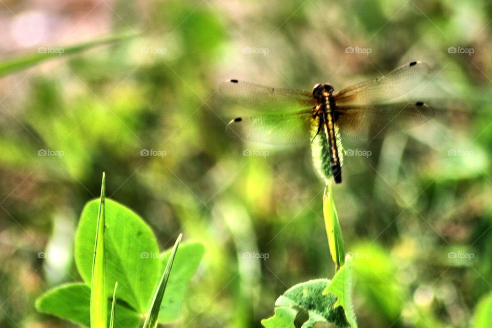 Dragonfly