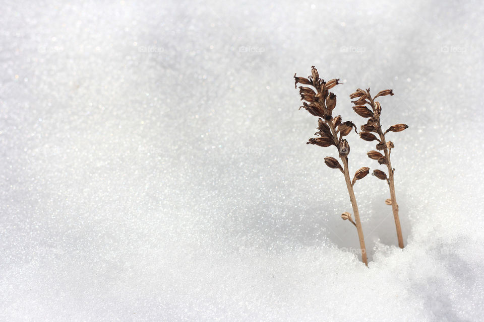 Plants growing over the snow