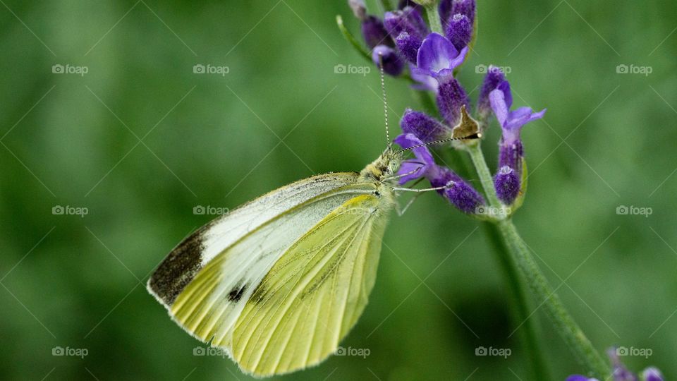 A butterfly on lavender 