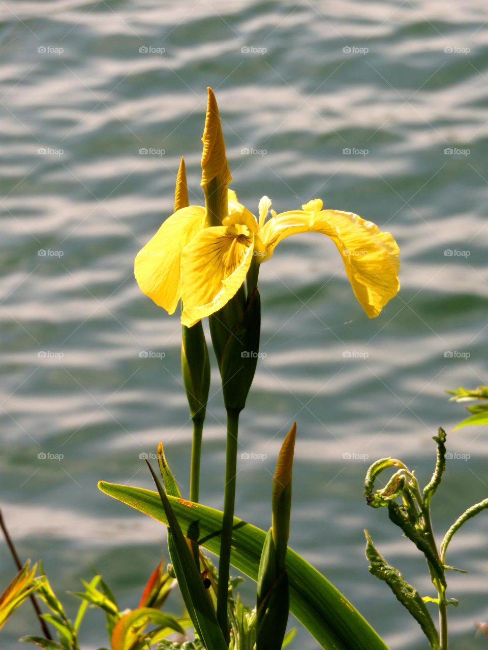 yellow iris 